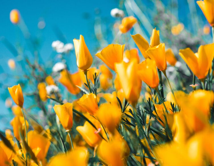 flowers