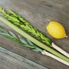 lulav and etrog on a table