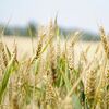 wheat field